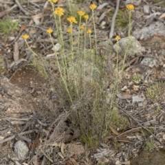 Chrysocephalum semipapposum at Michelago, NSW - 15 Dec 2018 05:43 PM