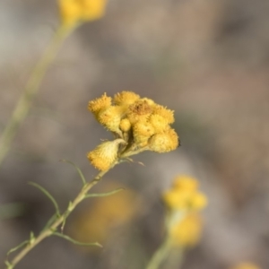 Chrysocephalum semipapposum at Michelago, NSW - 15 Dec 2018 05:43 PM