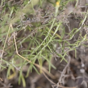 Chrysocephalum semipapposum at Michelago, NSW - 15 Dec 2018 05:43 PM