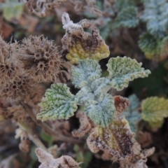 Marrubium vulgare (Horehound) at Banks, ACT - 20 Aug 2019 by MichaelBedingfield