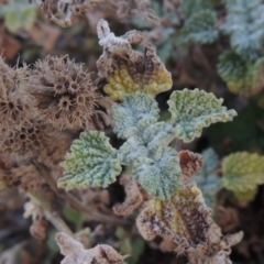 Marrubium vulgare (Horehound) at Rob Roy Range - 20 Aug 2019 by michaelb