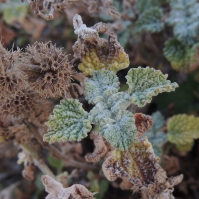 Marrubium vulgare (Horehound) at Banks, ACT - 20 Aug 2019 by michaelb