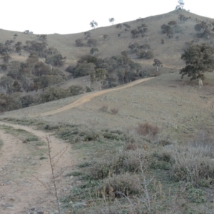 Marrubium vulgare at Banks, ACT - 20 Aug 2019