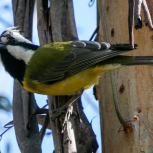 Falcunculus frontatus at Paddys River, ACT - 31 Aug 2019