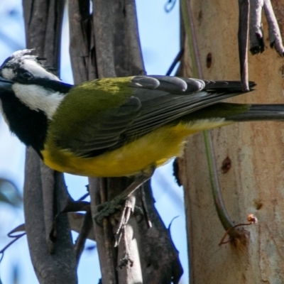 Falcunculus frontatus (Eastern Shrike-tit) at Tidbinbilla Nature Reserve - 31 Aug 2019 by SWishart