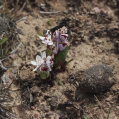 Wurmbea dioica subsp. dioica (Early Nancy) at Gundaroo, NSW - 31 Aug 2019 by MaartjeSevenster