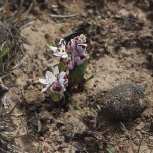 Wurmbea dioica subsp. dioica at Gundaroo, NSW - 31 Aug 2019