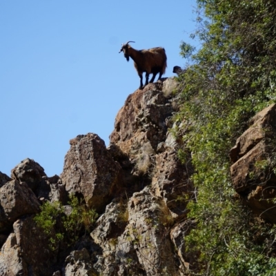 Capra hircus (Wild Goat) at Big Hill, NSW - 2 Aug 2019 by KimPullen