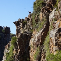 Capra hircus at Big Hill, NSW - 2 Aug 2019