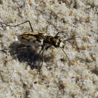 Cicindela (Hypaetha) upsilon (Tiger beetle) at Wollumboola, NSW - 6 Feb 2019 by KimPullen