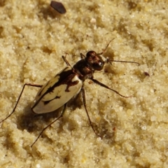 Cicindela (Hypaetha) upsilon at Wollumboola, NSW - 7 Feb 2019 10:46 AM