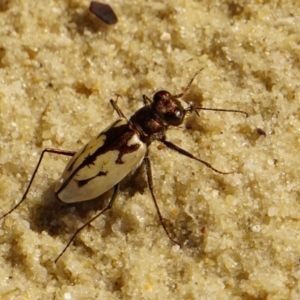 Cicindela (Hypaetha) upsilon at Wollumboola, NSW - 7 Feb 2019 10:46 AM
