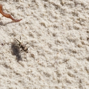 Cicindela (Hypaetha) upsilon at Wollumboola, NSW - 7 Feb 2019