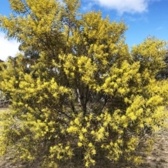 Acacia rubida at Hughes, ACT - 22 Sep 2019