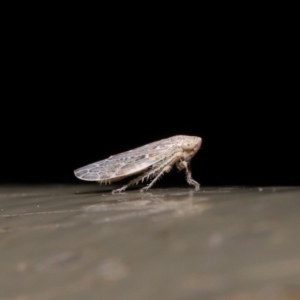 Cicadellidae (family) at Acton, ACT - 28 Aug 2019 01:51 PM