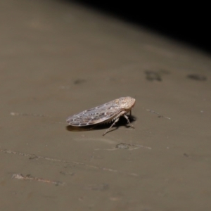 Cicadellidae (family) at Acton, ACT - 28 Aug 2019