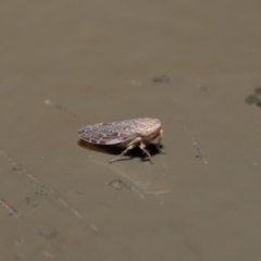 Cicadellidae (family) at Acton, ACT - 28 Aug 2019 01:51 PM