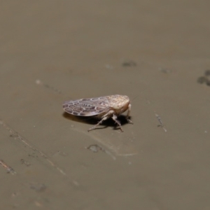 Cicadellidae (family) at Acton, ACT - 28 Aug 2019 01:51 PM