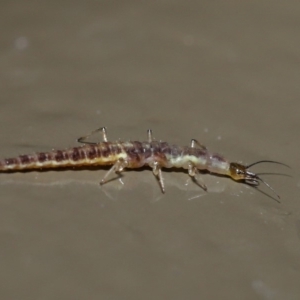 Chrysopidae (family) at Acton, ACT - 28 Aug 2019 01:53 PM