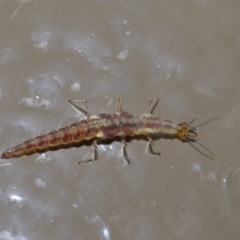 Chrysopidae (family) at Acton, ACT - 28 Aug 2019 01:53 PM