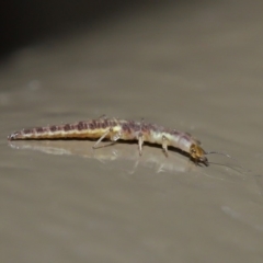 Chrysopidae (family) at Acton, ACT - 28 Aug 2019 01:53 PM