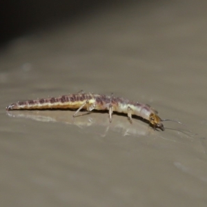 Chrysopidae (family) at Acton, ACT - 28 Aug 2019