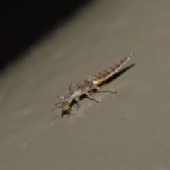 Chrysopidae (family) at Acton, ACT - 28 Aug 2019 01:53 PM