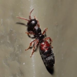 Tiphiidae (family) at Acton, ACT - 28 Aug 2019