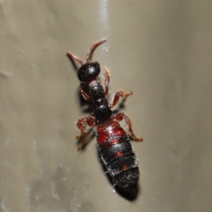 Tiphiidae (family) at Acton, ACT - 28 Aug 2019