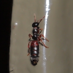 Tiphiidae sp. (family) at Acton, ACT - 28 Aug 2019