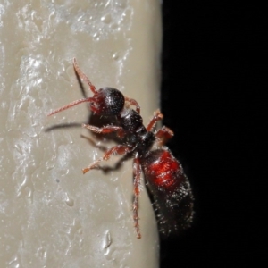 Tiphiidae (family) at Acton, ACT - 28 Aug 2019