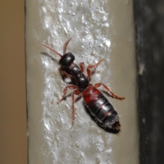 Tiphiidae (family) at Acton, ACT - 28 Aug 2019