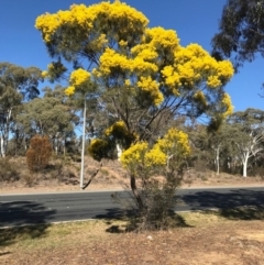 Acacia boormanii (Snowy River Wattle) at Palmerston, ACT - 29 Aug 2019 by walter