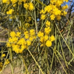 Acacia boormanii at Palmerston, ACT - 29 Aug 2019