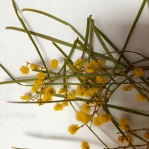 Acacia boormanii at Palmerston, ACT - 29 Aug 2019 03:44 PM