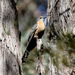 Cacomantis flabelliformis at Morton National Park - 1 Sep 2019