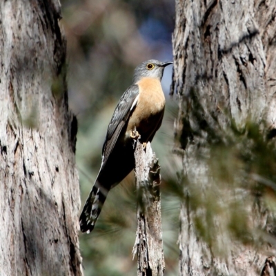 Cacomantis flabelliformis (Fan-tailed Cuckoo) at Bundanoon, NSW - 1 Sep 2019 by Snowflake