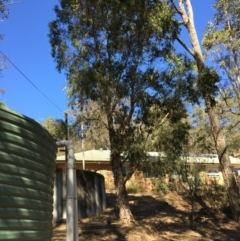 Melaleuca sieberi at Mogendoura, NSW - 1 Sep 2019 by Mguppy