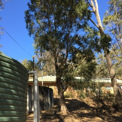 Melaleuca sieberi at Mogendoura, NSW - 1 Sep 2019 by Mguppy