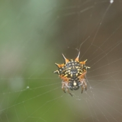 Austracantha minax (Christmas Spider, Jewel Spider) at Berry, NSW - 9 Dec 2018 by gerringongTB