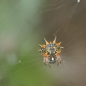 Austracantha minax at Berry, NSW - 9 Dec 2018