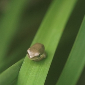 Litoria fallax at Berry, NSW - 21 Nov 2018 04:59 PM