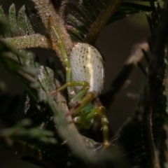 Lehtinelagia sp. (genus) (Flower Spider or Crab Spider) at Red Hill Nature Reserve - 31 Aug 2019 by rawshorty