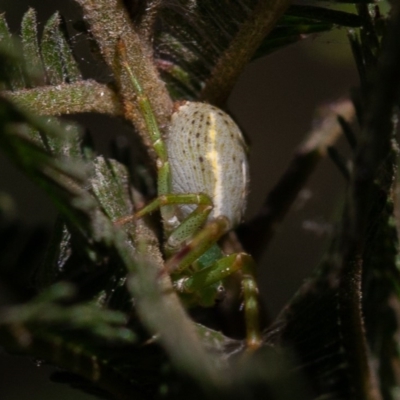 Lehtinelagia sp. (genus) (Flower Spider or Crab Spider) at Red Hill Nature Reserve - 31 Aug 2019 by rawshorty