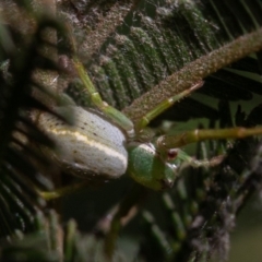 Lehtinelagia sp. (genus) at Deakin, ACT - 1 Sep 2019