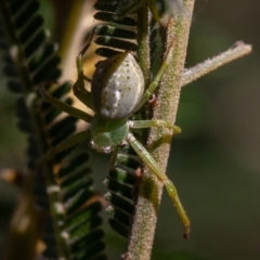 Lehtinelagia sp. (genus) at Deakin, ACT - 1 Sep 2019