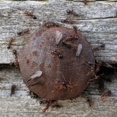 Papyrius nitidus (Shining Coconut Ant) at Dunlop, ACT - 1 Sep 2019 by MattM