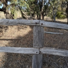 Papyrius nitidus at Dunlop, ACT - suppressed