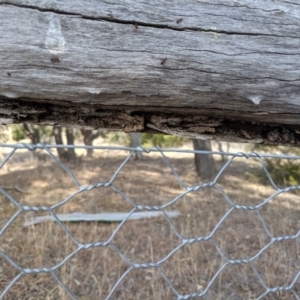 Papyrius nitidus at Dunlop, ACT - suppressed