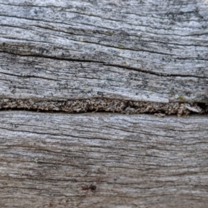 Papyrius nitidus at Dunlop, ACT - suppressed